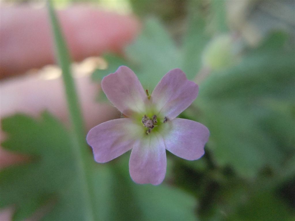 Geranium rotundifolium / Geranio malvaccino